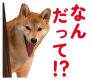 855681867
