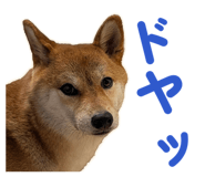 855681868