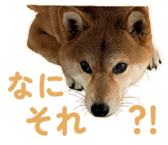 855681870