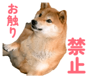855681871