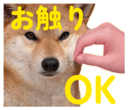 855681872