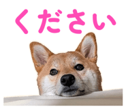 855681874