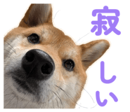 855681875