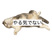 855682189