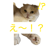 855682197