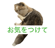 855682204