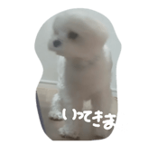 855685068