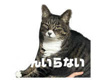 855685577