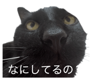 855685580