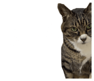 855685590