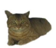 855685598