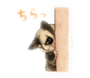 855687005