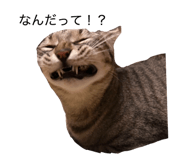 855687060