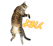 855687064