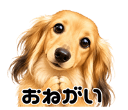 855688455