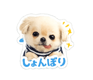 855688807