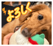 855688932