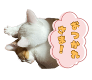 855689036