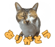 855689039
