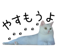 855689058