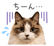 855690615