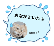 855690950