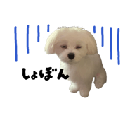 855694010