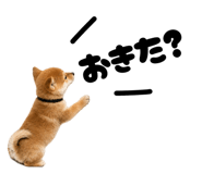 855694321