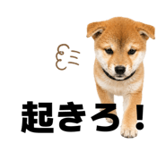 855694324
