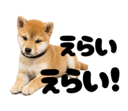 855694328