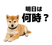 855694337