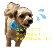855694437