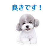 855697077