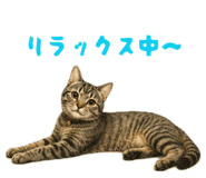 855698288