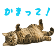 855698291