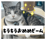 855700079