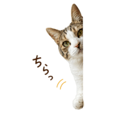 855700779