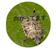 855701088