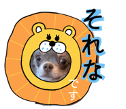 855702106