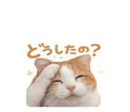 855715518