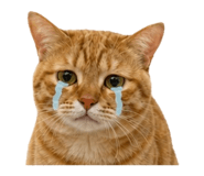 855720153