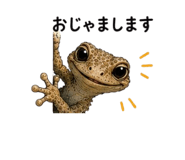 855729202