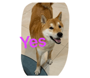 855752819