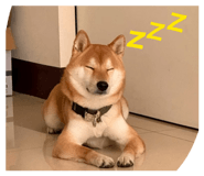 855752841
