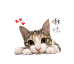 855755363