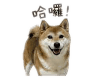 855755545