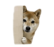 855755551