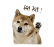 855755562