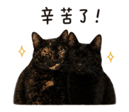 855762953