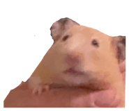 855768961